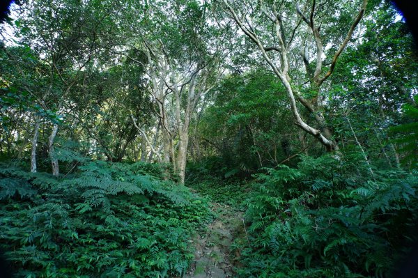 桃園 龍潭 太平山、清水坑山、石門山、小粗坑山、大竹坑山2977103