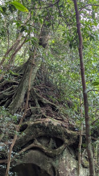 北得拉曼巨木步道2695500
