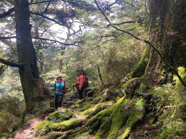 塔塔加黑森林2668055