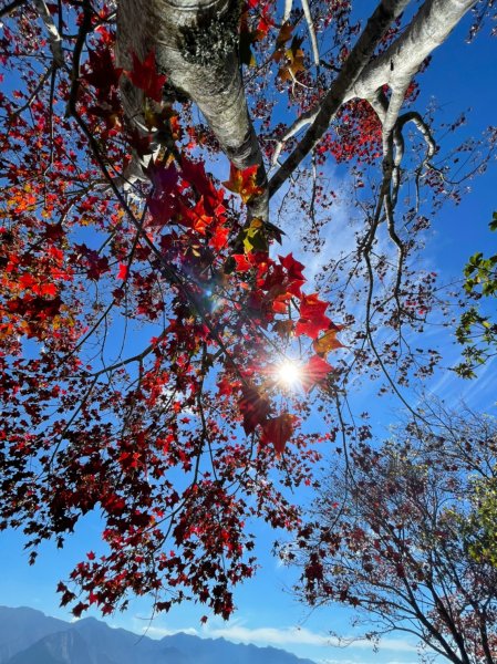 馬那邦山賞楓趣1549578