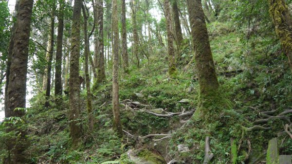 松蘿湖單攻登山健行趣（步道）1522284