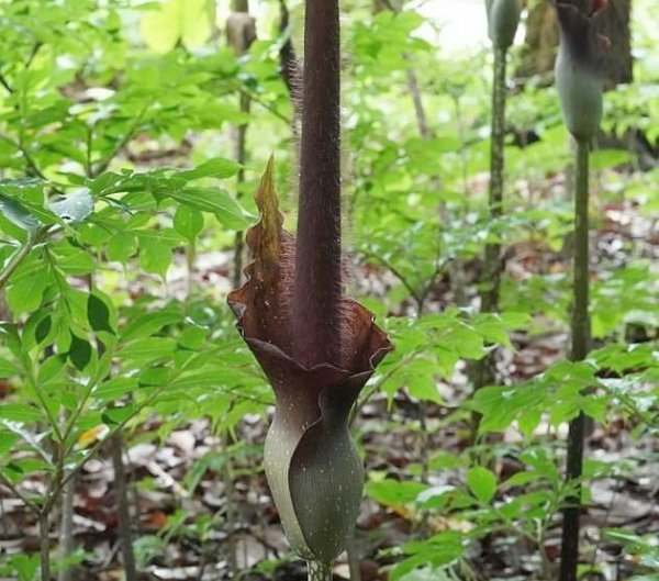 【植物】「雷公槍」出鞘！密毛魔芋花序冒出 如置身魔法森林