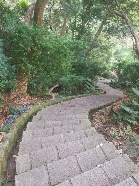 登天母古道上華崗賞櫻花868995