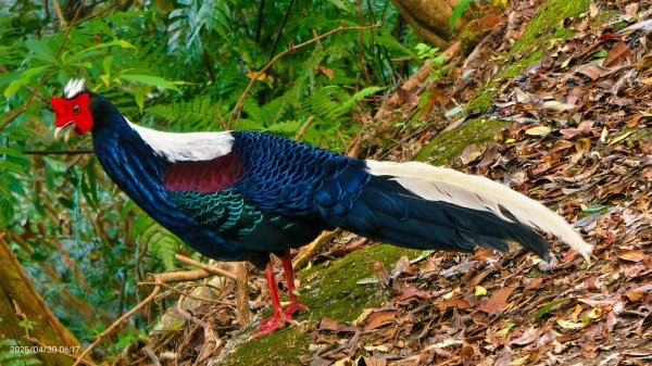 翡翠水庫壩頂 #火燒雲雲海 #日出雲海 #鱷魚島 #藍腹鷴 4/292773476