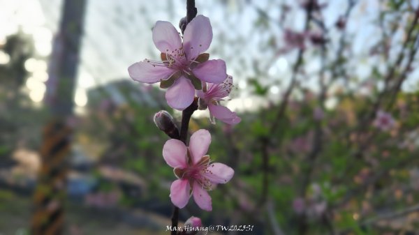 《彰化》桃李櫻美｜花壇虎山巖步道x大嶺巷富士櫻202503012723678