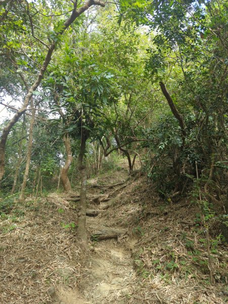 2024.12.21－旗尾山步道2677408