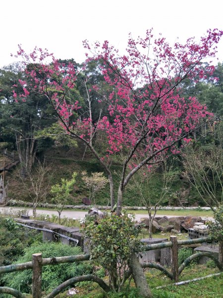 熊空茶園1295026