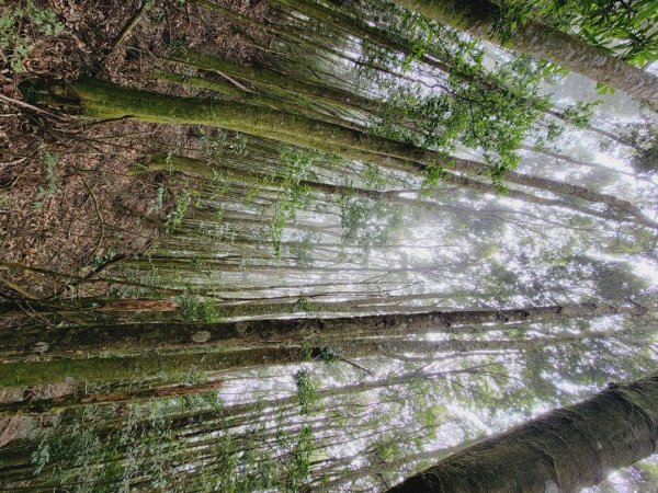 雪見大板根-202502222859802