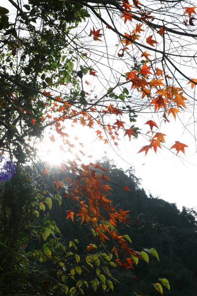 新竹竹東｜五指山金龜岩.猴洞步道｜奇岩巨石一線天．意料之外楓紅美景1574336