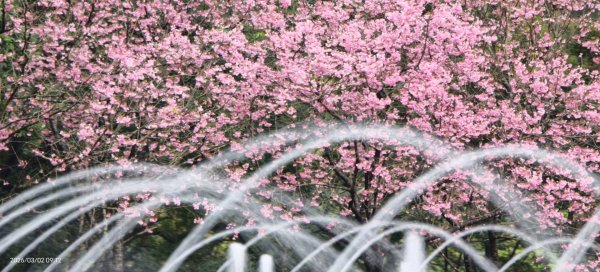 追花是簡單的快樂，賞花是恬淡的幸褔 3/2封面
