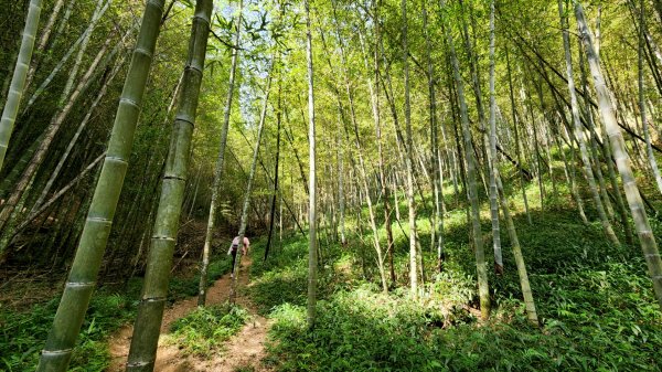 桃園金面山，金山面山，五酒桶山，南崁山，山鼻山，營盤坑古道，乳姑山，平遍山，赤柯山縱走東獅頭山1787172