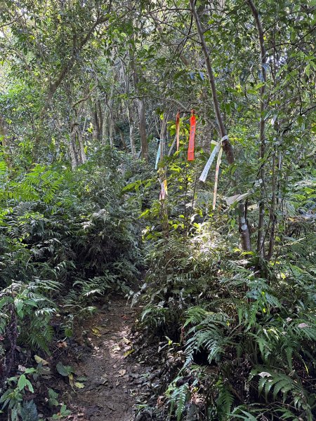 金山面山連走金面山2194572