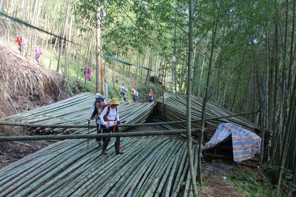 20210926南投圓山坑林道登鳳凰山下忘憂森林1473467