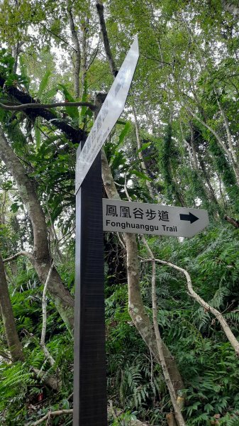 《南投》秘境步道｜鹿谷鳳凰谷步道+萬年亨衢202209241854462
