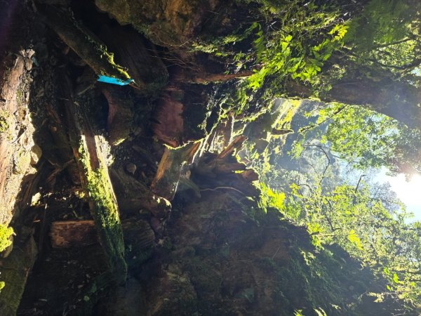 郡大林道19k之郡大神木群二刷～雲海滿出來～2451885