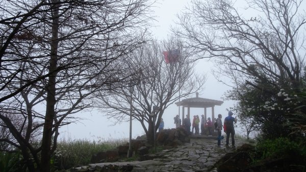 雨中賞櫻、霧裡看花2036570