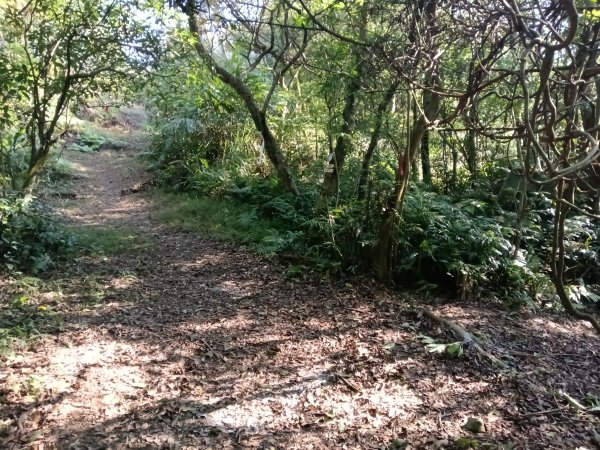 基隆市界寮縱走之七分寮山+友蚋山+印地安頭像+七汐農路O型2967938