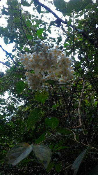 砂卡礑三雄304390