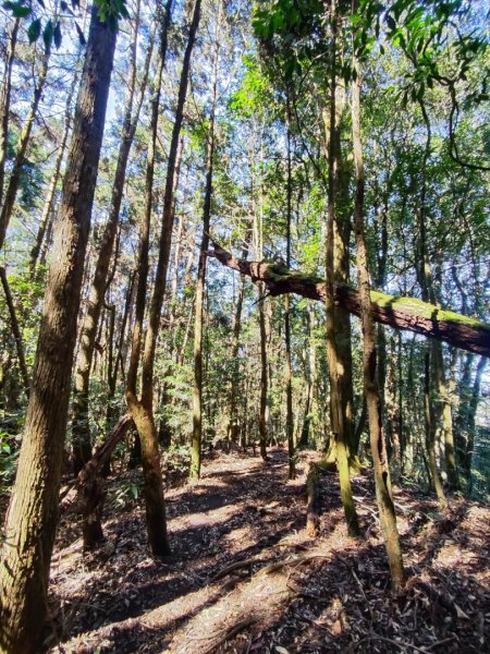 大雪山長壽三崠2691120
