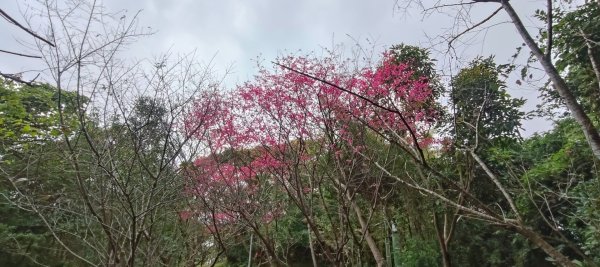 福州山公園3002494