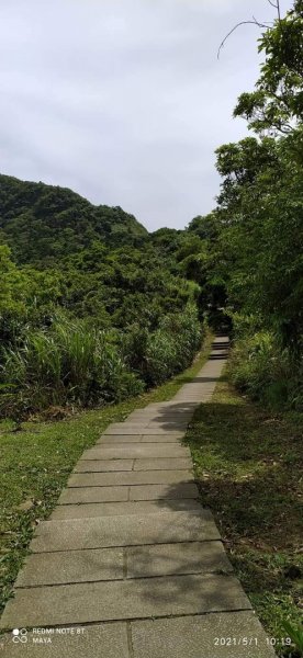 五分山 -小百岳收集起來，馬藍（大青）滿山遍野、桐花陪襯、群蝶紛飛、吸取花蜜1370214