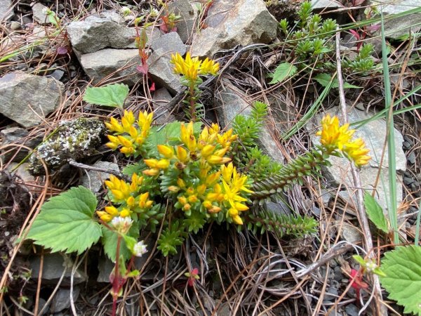 塔塔加黑森林2668049