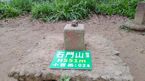 雙石縱走加碼蓬萊仙島山2997556