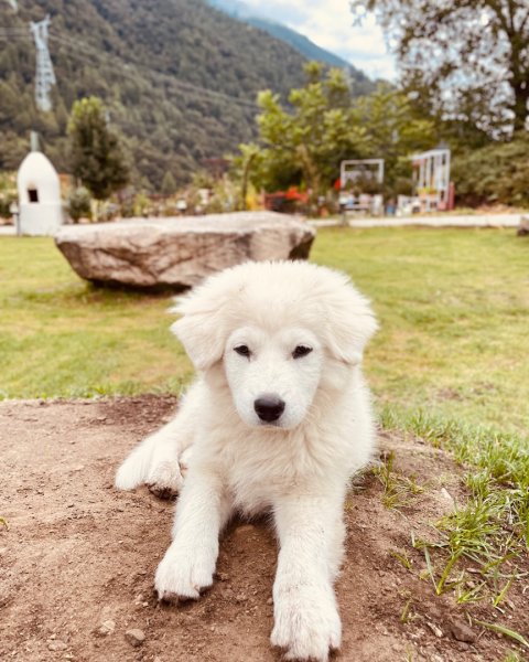 西藏♥️可愛動物🐎人物寫真/拉薩旅拍/美食2902980