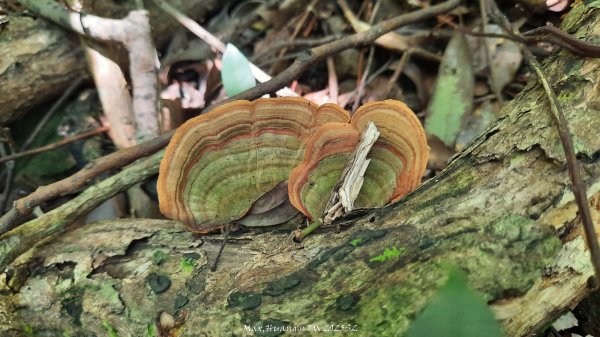 《新竹》沒那簡單｜關西赤柯山東獅頭山步道O繞202506152813530