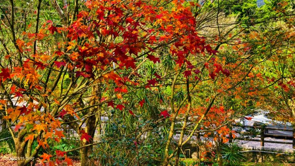 #花卉試驗中心 #永公路500巷 #平菁街42巷 #原住民公園 #士林官邸 1/42980391