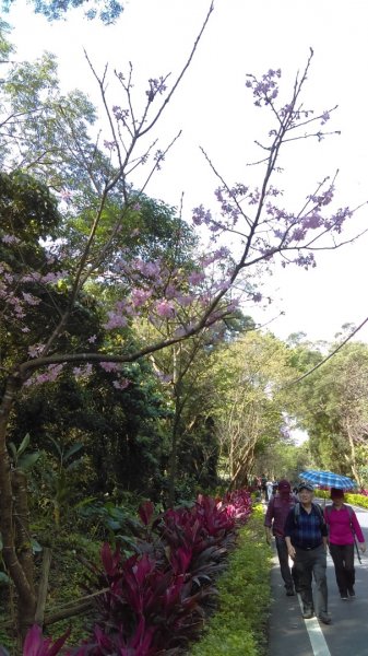 絢麗燦爛的滬尾櫻花大道、景致優美的天元宮874759