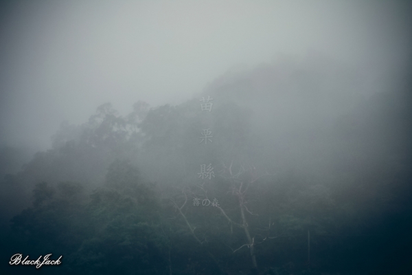 三義霧の森260933