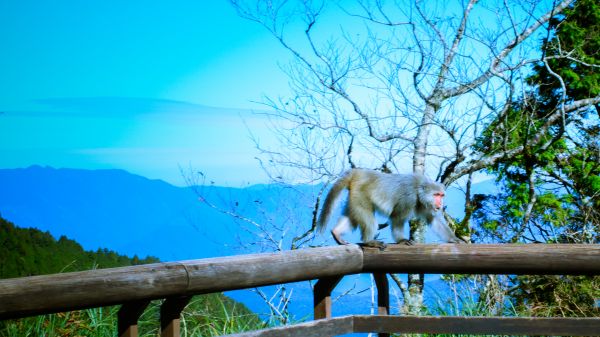 太平山的台灣獼猴231660