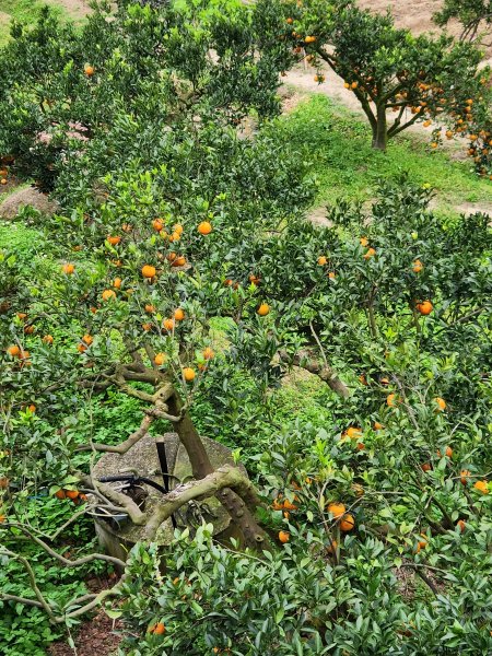 112/2/23龍鳳連稜2148204