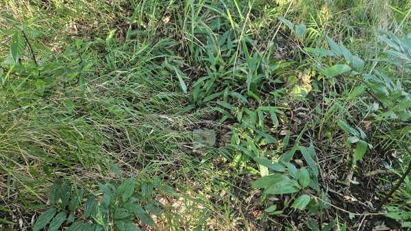 20250925柑子坑山動01-動04-市929-市582894935