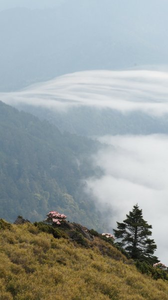 《南投》高山杜鵑盛宴｜哈哈山、石門山北峰202104181353414