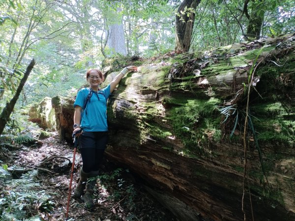 低陸山-嘎拉賀神木1765086