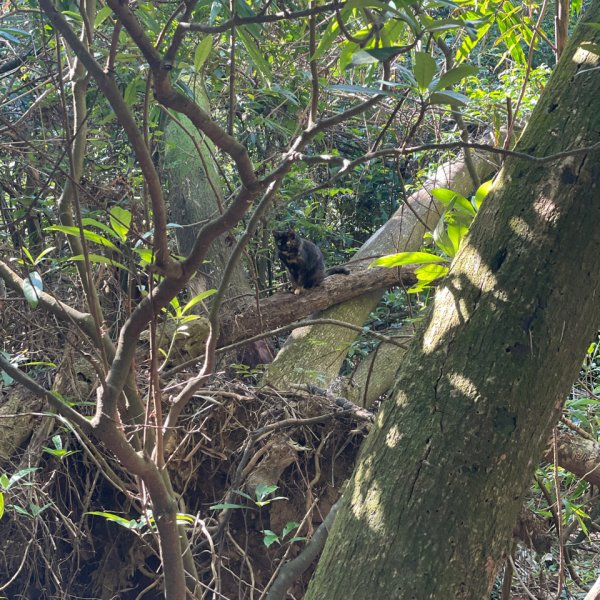 20241130 臺北大縱走第五段：捷運劍潭站至碧山巖（小百岳-劍潭山）2969061