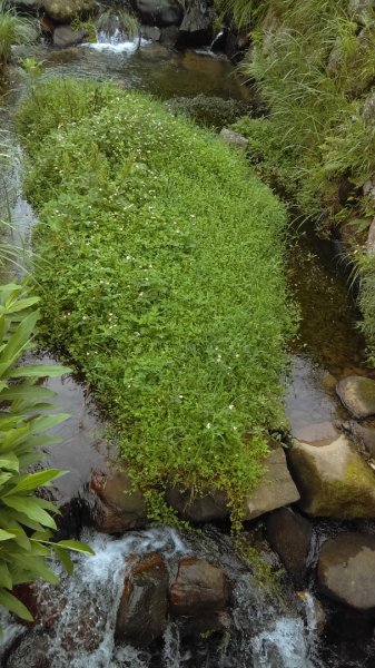 【臺北大縱走2】頂湖和竹子湖賞繡球花海芋981863