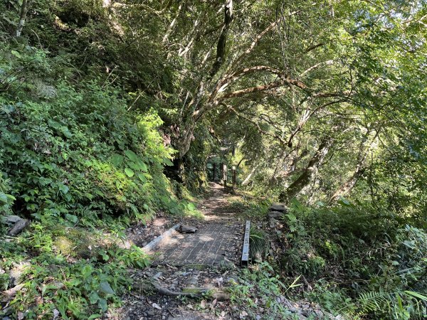 [玉山尋寶任務-03/12] 2025_0810 瓦拉米步道2857491