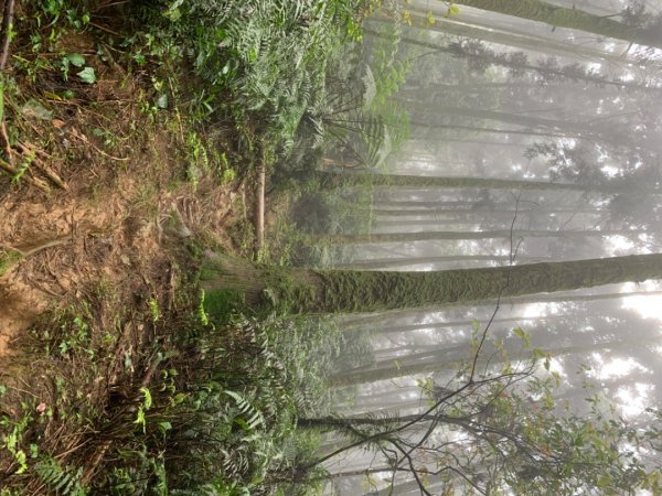 烏來大桶山登山步道1346325