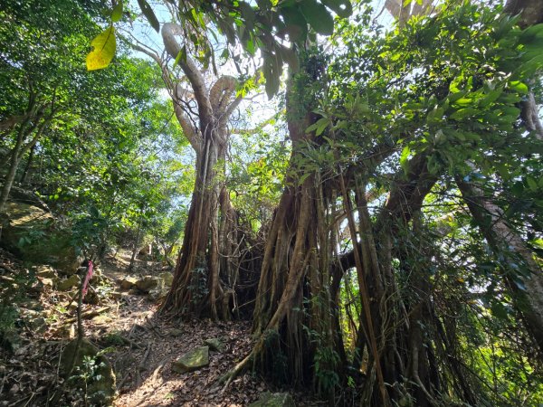 大山母山（小百岳）3007465