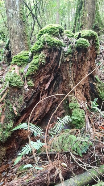 《台中》魔幻森林｜橫嶺山沙蓮山O型202104301367181