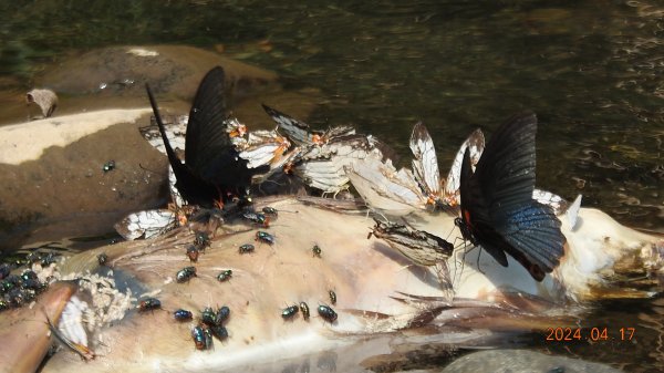 陽明山趴趴走，又到了賞蝶趣的季節 #褐斑毒蛾幼蟲2480555