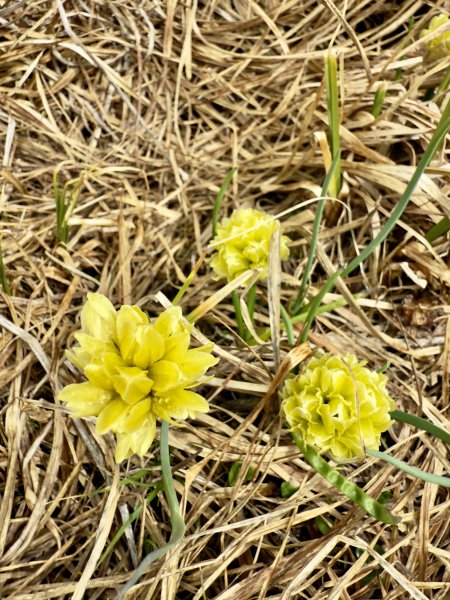 扎尕那環線-蓮寶葉則景區扎尕尓措（4200M）2803851