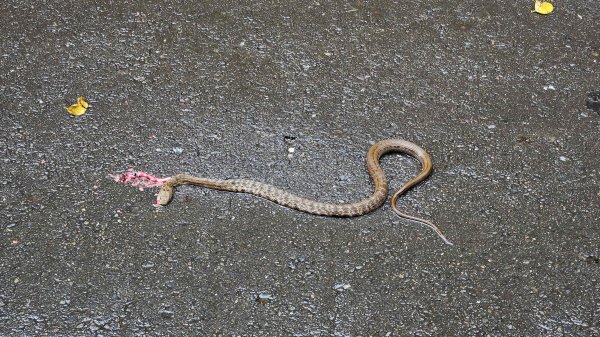 20250719遠景古道-雞母嶺古道(雞母嶺街-三叉港-土地公嶺山-雙澳崙)