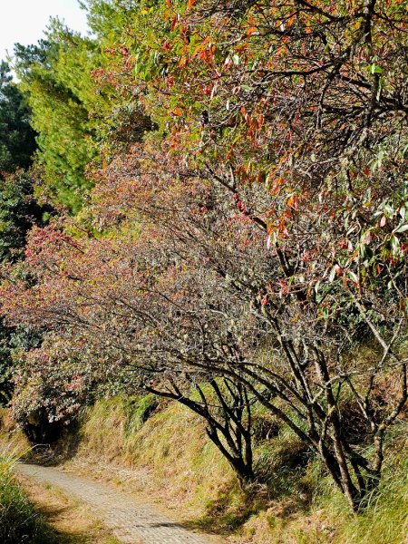 小雪山天池步道2962675