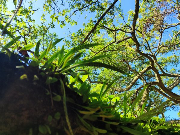 龜山福源山-牛灶坑山-鶯歌火車站走春遊2701322