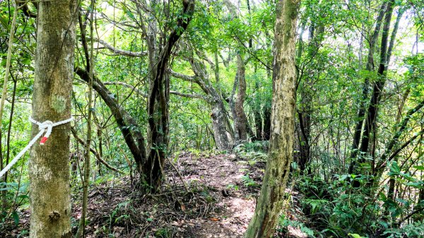 雙溪三柑Ｏ走2839890