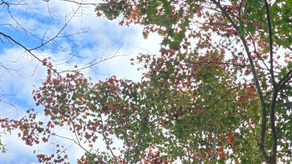 馬那邦山之雲海／雲瀑／楓紅／太陽琉璃光2668256